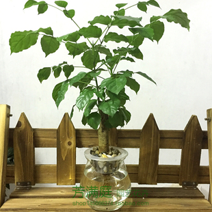 水培植物幸福树绿宝盆栽粗杆小绿植客厅室内办公桌面创意包邮盆景